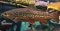 Tiger trout