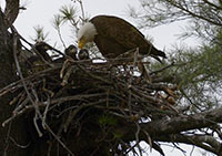 Bald eagle nestlings