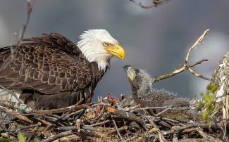 An adult Bald eagle with a bright white head,  brown feathers, and yellow beak looks at it small, fuzzy, nestling.