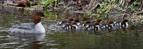 A common merganser-a brown-headed duck with grey and white feathers--swims behind its 9 chicks-brown heads, black and white downy feathers.