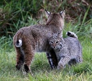 A juvenile bobcat, grey with speckled stripes, leans alongside its mother, who has a curly tail and black-rimmed white ears.