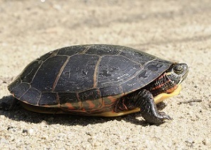 painted turtle near edge of raod