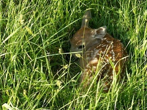 fawn hidden in tall grass