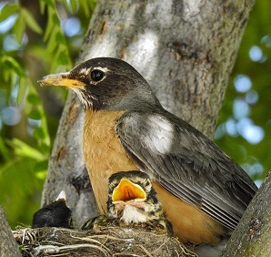 robins nesting in tree