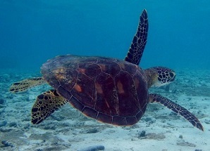 sea turtle swimming
