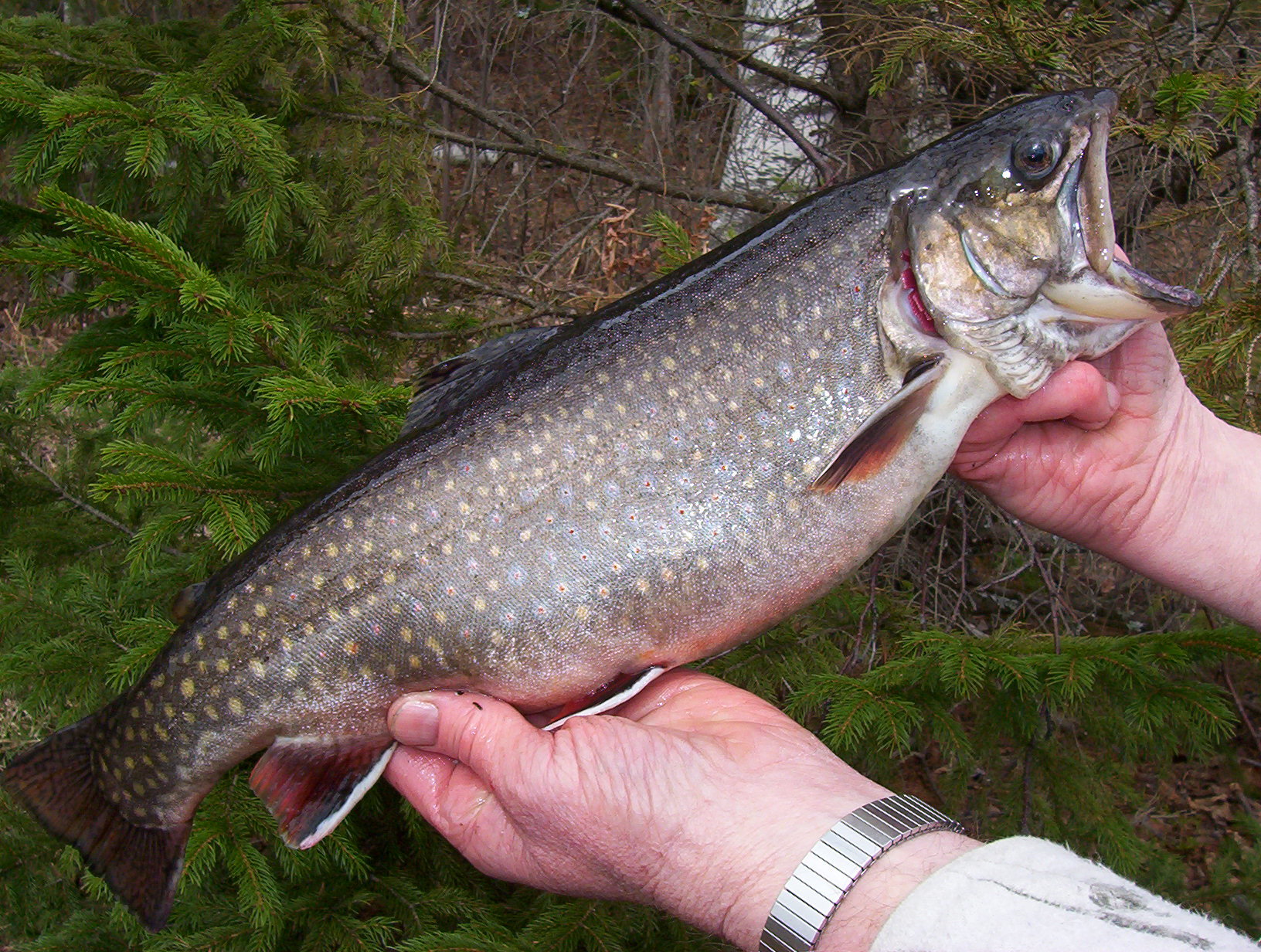 Hybrid brook trout