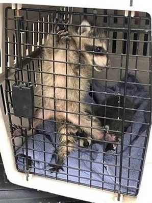 Picture of a raccoon cub in an animal carrying case