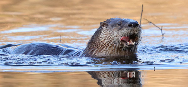 River Otter courtesy of Amy Comerford