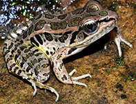 Pickerel frog