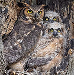 Great horned owl