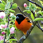 Baltimore oriole