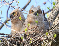 Great horned owl