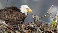 Bald eagles