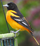 Baltimore oriole