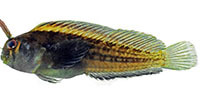 Freckled blenny