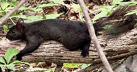 Melanistic squirrel