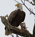 Bald eagle NY488