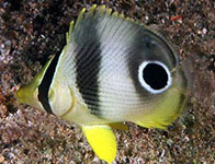 Foureye butterflyfish