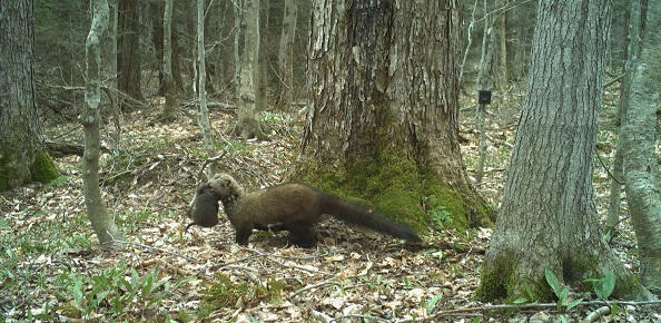 A fisher carrying another small animal