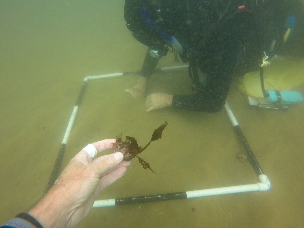 Marine scientists conducting and underwater dive survey of marine life