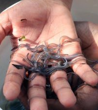 A hand holds tiny, transparent eels.