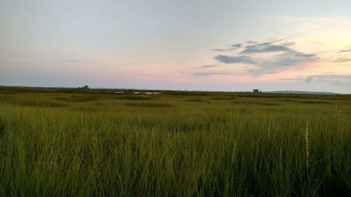 Long Island Marsh Land View