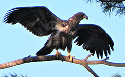 Bald eagle NY142