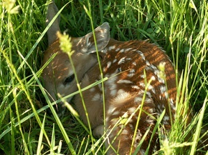 Fawn in the grass