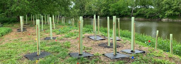 More than 20 long green vertical plastic tree tubes are protecting seedlings planted by a river.