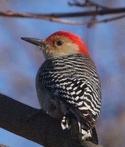 This bird is a red-bellied woodpecker. It has black and white feathers and a red head.