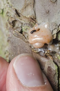 a clump of resin coming out of a pine tree with a small black insect in it