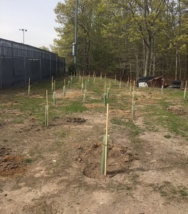 tree tubes containing seedlings in a bare dirt patch