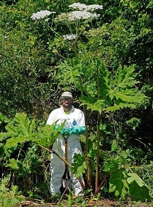 a man in a tyvek suit and glasses stands next to a giant hogweed plant which towers over him