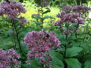 a patch of pink, fluffy flowers with a bumblebee on one