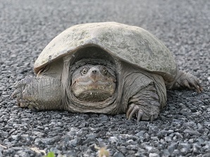 snapping turtle on pavement