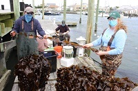 Staff collecting sugar kelp