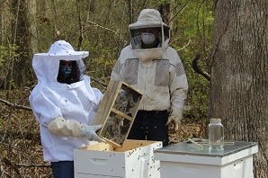 Staff handling honey bees