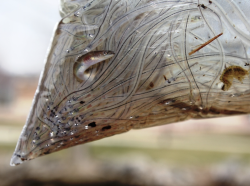A hand is holding a plastic bag filled with tiny, transparent eels.