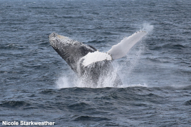 Humpback whale breaching at the surface of the water