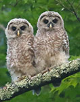 Barred owls