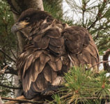 NY487  Bald eagle