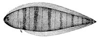 Northern tonguefish