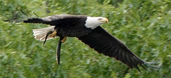 NY 485 Bald Eagle photo courtesy of Steve Hung (see 6/28)