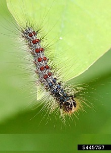 A gypsy moth caterpillar