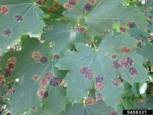 maple leaves with black spots, a summer sign of tar spot fungal disease that is not a cause for concern