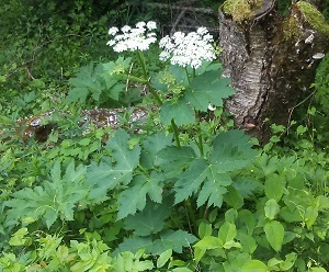 Cow parsnip has a green stem and white, umbel-shaped flowers