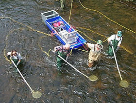 DEC stream electrofishing