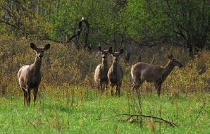 four deer in field