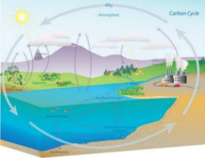 Carbon Cycle CO2