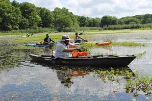 DEC staff in canoes pulling aquatic invasive species from water